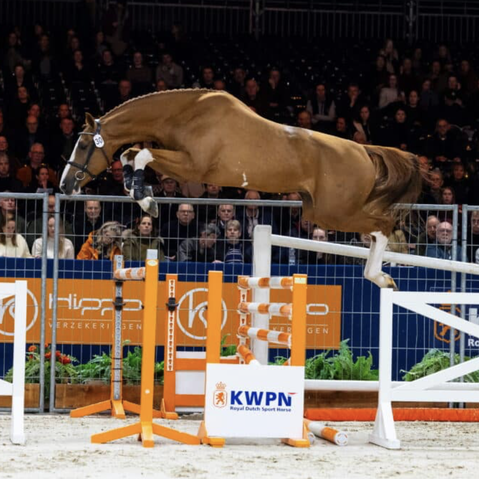 Crescendo TN van de Boxem Image