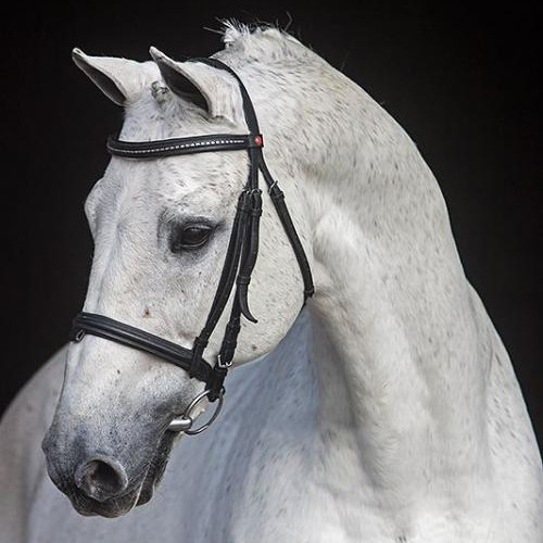 Corland Image